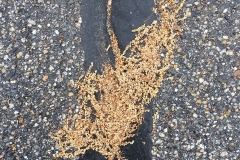 Asphalt Abstract 2